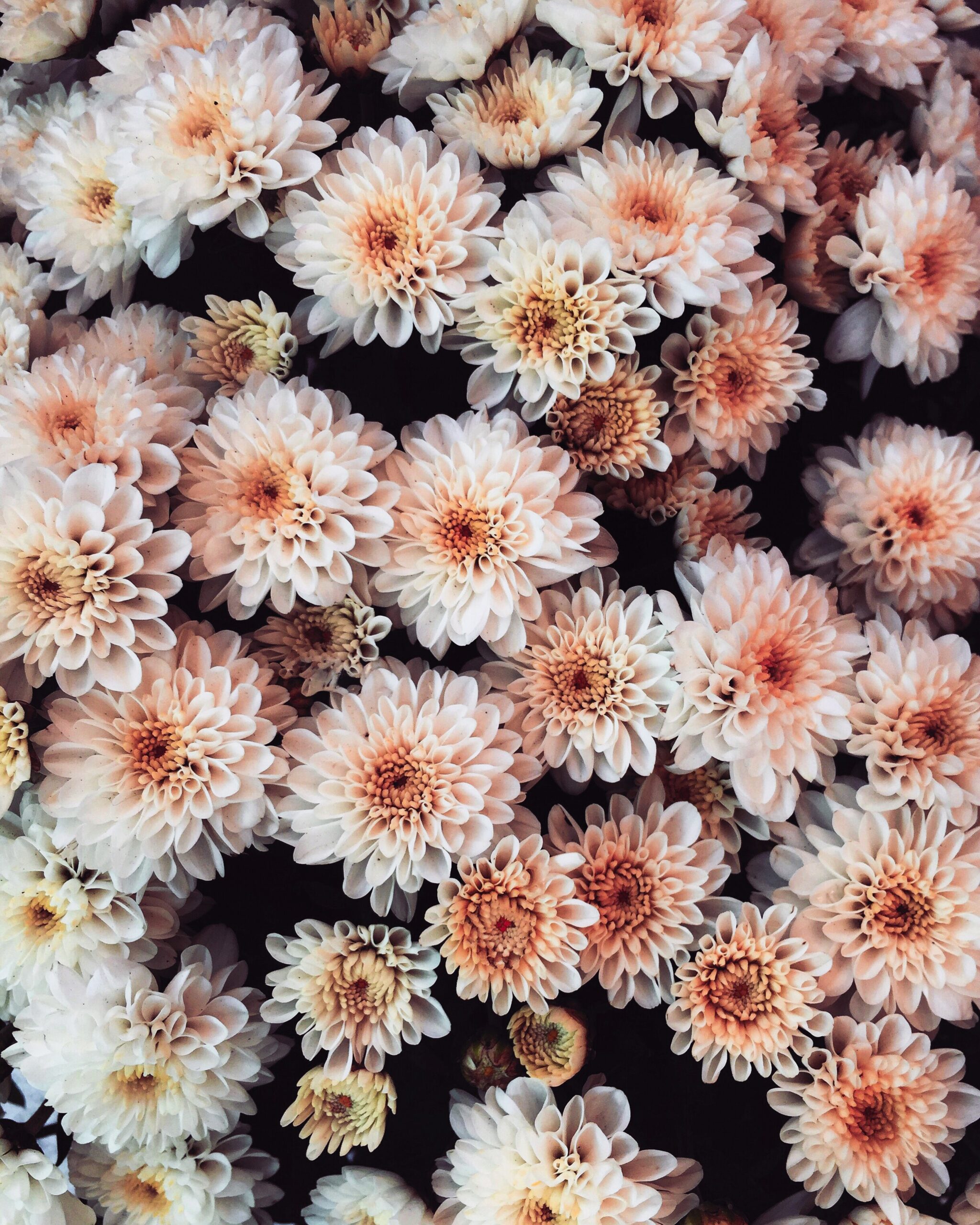 tavga-k-s-6Qq9xVZYYEw-unsplash